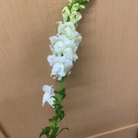 画像480