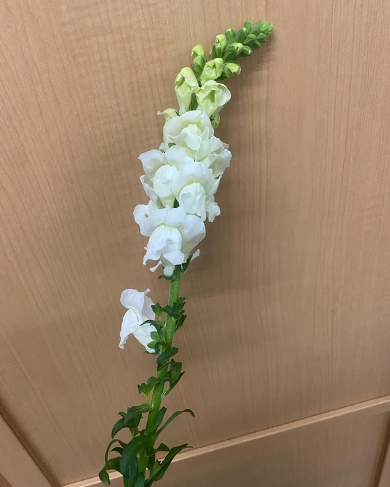 画像480