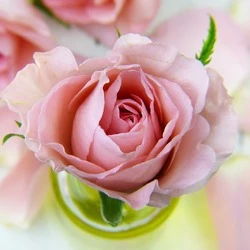 バラの花