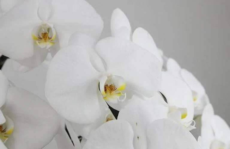 川崎市地域密着　格安費用でお花のお葬式