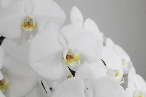 地域密着の花の葬儀なら、花美葬にお任せください