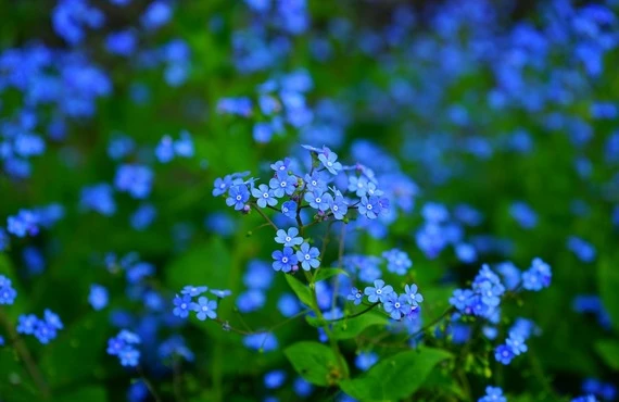 川崎新町で格安のお花のセレモニーを花美葬がご提供いたします　